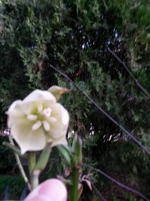 Yucca gloriosa